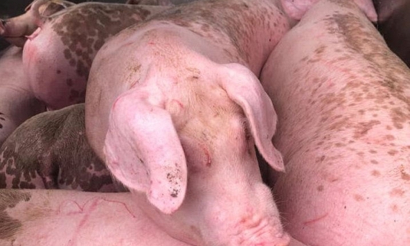 Giá heo hơi những ngày tới tiếp tục giảm thêm