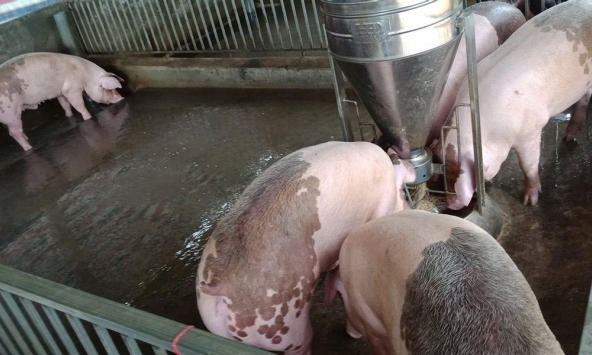 Giá heo hơi miền Tây tiếp tục giảm do dịch COVID-19 lan rộng