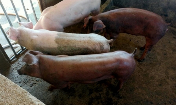 Giá heo hơi tiếp tục giảm cả ba miền