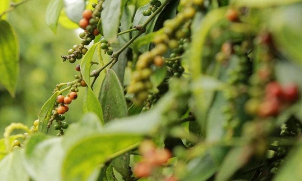 Giá tiêu bất ngờ lao dốc 500-1.500đồng/kg
