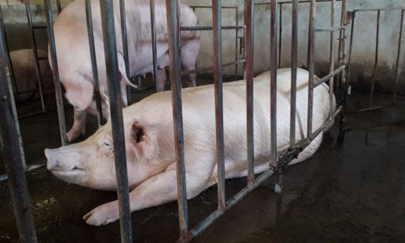 Heo hơi giảm xuống dưới 50.000 đồng/kg, thịt heo tăng 20.000 – 30.000 đồng/kg