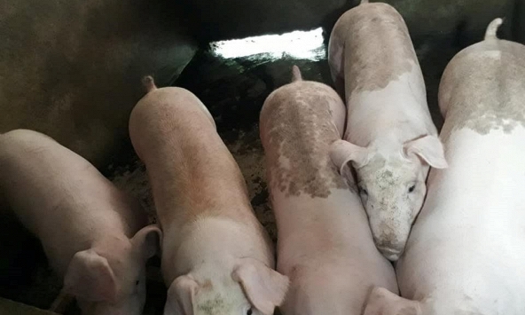 Gián đoạn trong vận chuyển, phân phối, giá heo hơi miền Nam tiếp tục giảm nhẹ