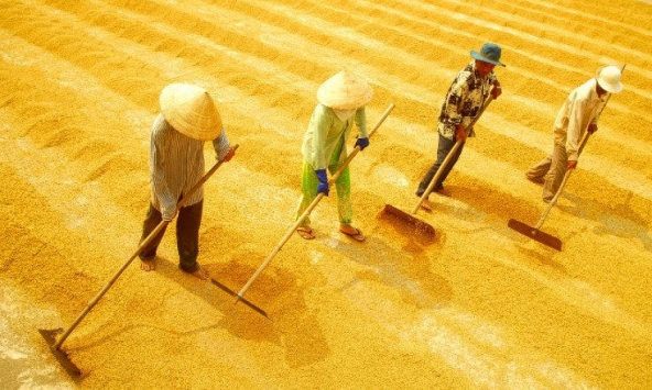 Giá lúa gạo ổn định, thị trường giao dịch chậm