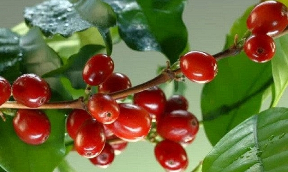 Cà phê Robusta tiếp tục tăng cao