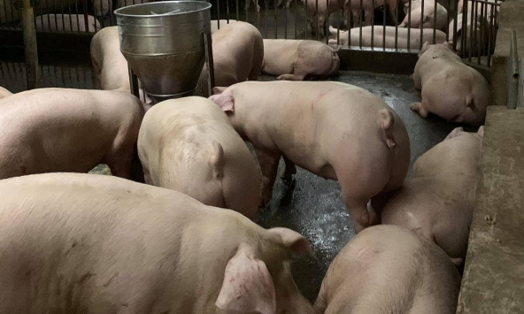 Giá heo hơi tiếp tục ảm đạm trong những ngày tới 