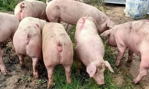 Giá heo hơi rớt giá, người tiêu dùng phải ăn thịt đông lạnh