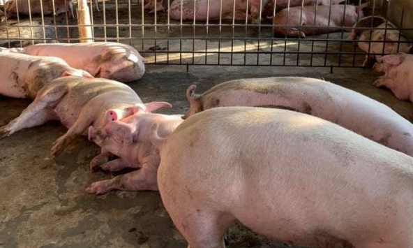 Giá heo hơi nhiều tỉnh miền Nam về sát ngưỡng 50.000 đồng/kg