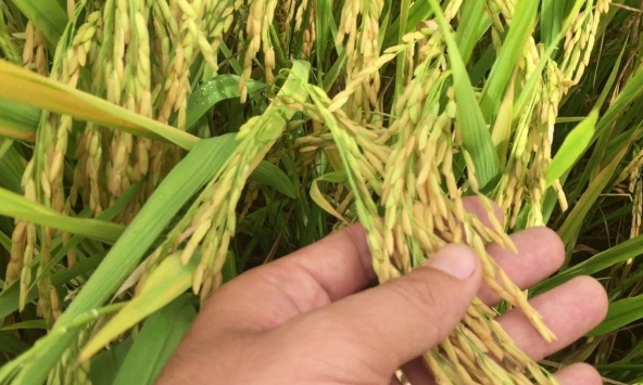Giá lúa gạo tại khu vực đồng bằng sông Cửu Long tăng nhẹ