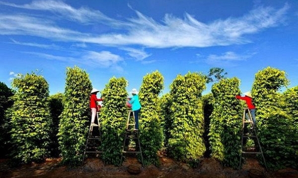 Giá tiêu cao nhất ghi nhận tại Bà Rịa - Vũng Tàu ở ngưỡng 75.500 đồng/kg