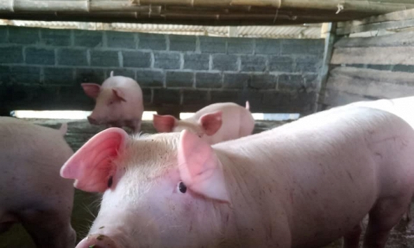 Giá heo hơi nhiều tỉnh miền Tây tăng khoảng 3.000 đồng/kg