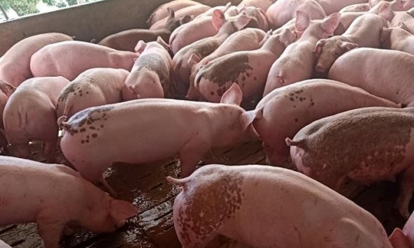 Tái diễn tình trạng cùng một khu vực nhiều mức giá heo hơi