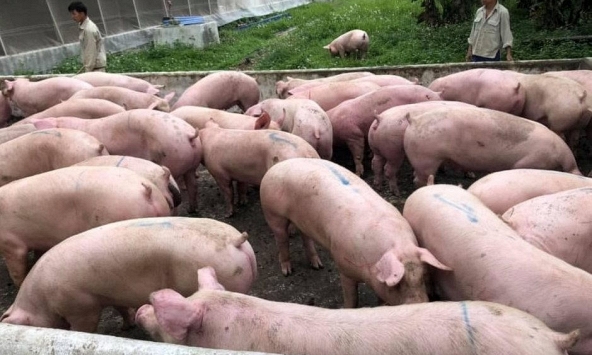 Giá heo hơi miền Bắc giảm khi heo miền Nam ra nhiều