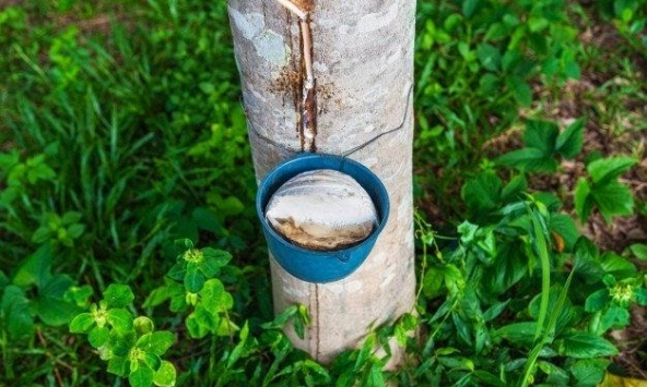 Giá cao su không ổn định trên sàn châu Á