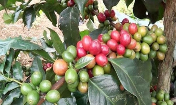 Giá cà phê đồng loạt giảm