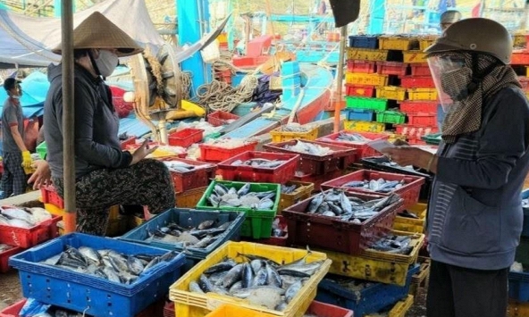 Ngư dân Bình Định gặp khó khăn do giá hải sản xuống thấp