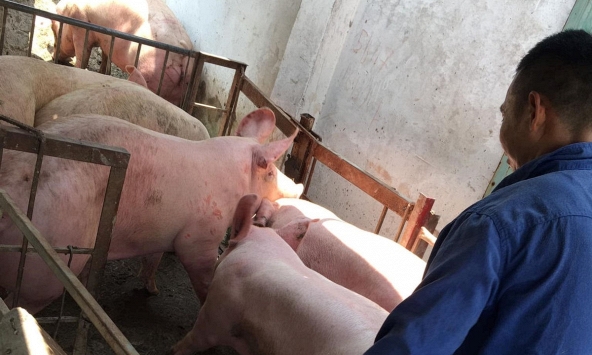 Giá heo hơi lại đồng loạt giảm