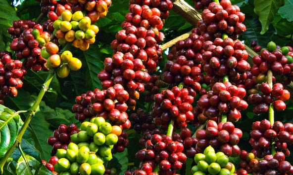 Giá cà phê robusta lên cao nhất 3,5 năm qua