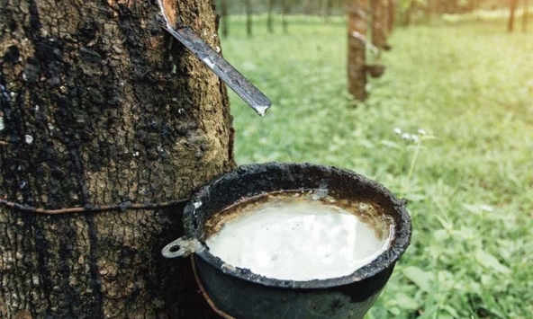 Giá cao su trên các sàn châu Á tăng nhẹ