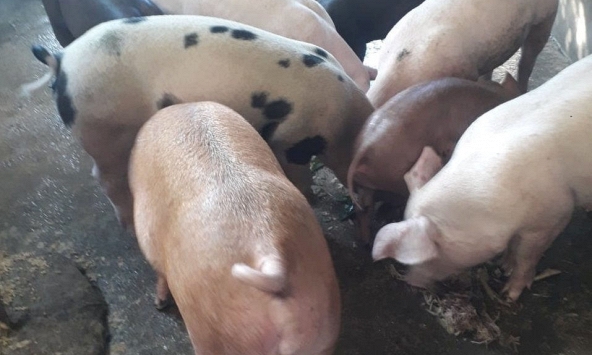 Giá heo hơi nhiều tỉnh miền Nam trở lại mức 60.000 đồng/kg