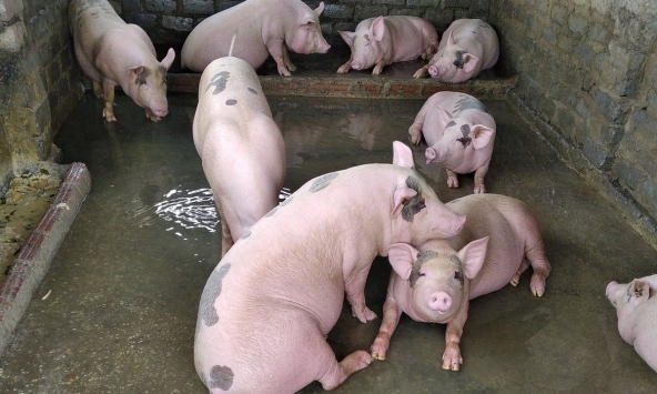 Giá heo hơi miền Bắc tăng nhẹ