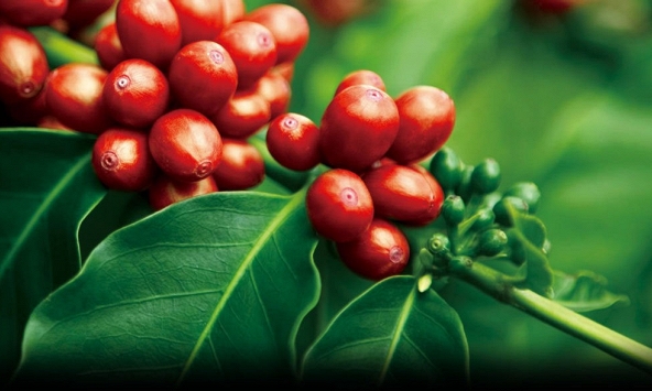 Giá cà phê đảo chiều đi xuống