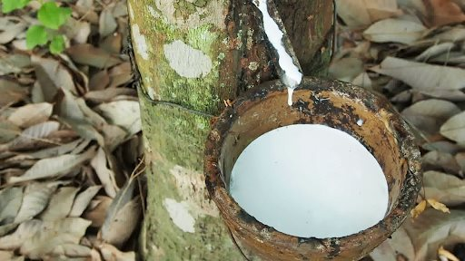 Giá cao su điều chỉnh trái chiều trên sàn châu Á