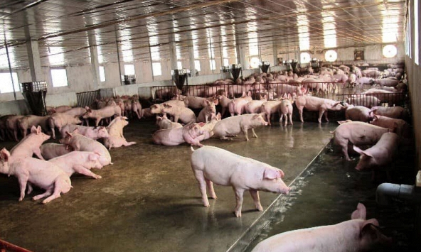 Giá heo hơi tiếp tục tăng ở nhiều tỉnh phía Bắc