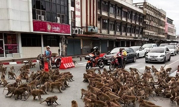 Đàn khỉ hoang hỗn chiến khi vắng khách du lịch do COVID-19