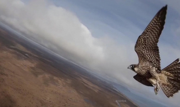 Chim ưng tấn công máy bay không người lái ở độ cao 700m