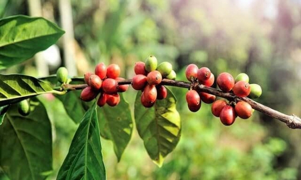 Giá cà phê đồng loạt giảm