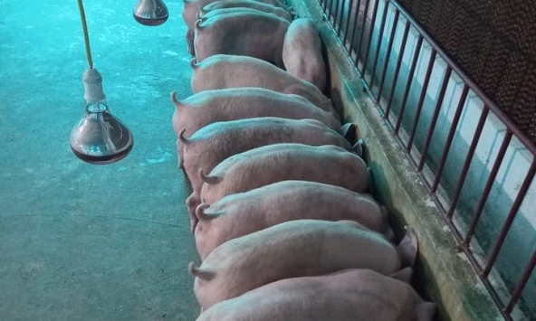 Đà tăng giá heo hơi chững lại