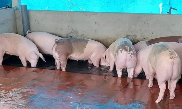 Giá heo hơi khó tăng trong những ngày tới 