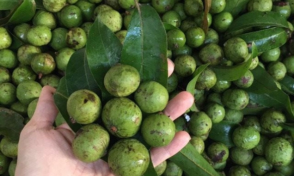 Lần đầu xuất 22 tấn trái sâu sang Australia, giá hơn 300.000 đồng/kg