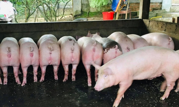 Giá heo hơi quay đầu giảm tại nhiều địa phương