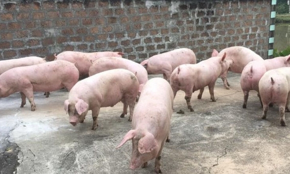 Giá heo hơi xuống 50.000 đồng/kg,, người nuôi bắt đầu lỗ