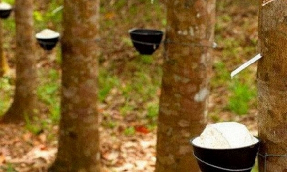 Giá cao su biến động trái chiều trên các sàn châu Á