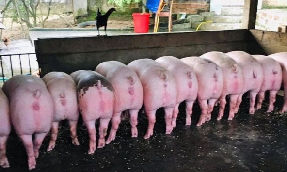 Giá heo hơi tiếp tục đi ngang