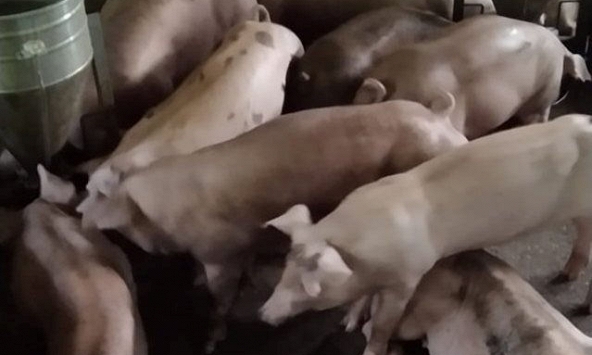 Giá heo hơi nhiều khu vực tại Đồng bằng Sông Cửu Long tăng mạnh