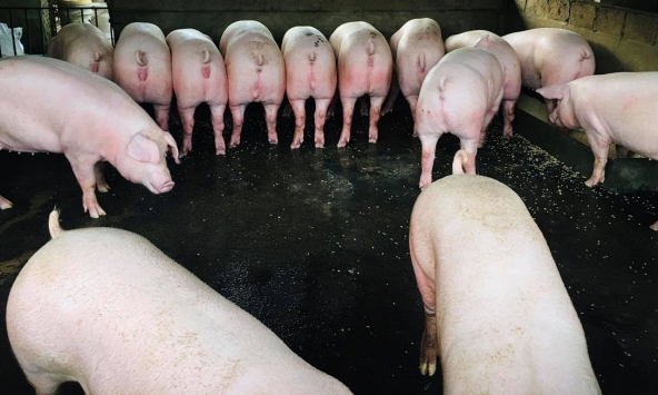 Giá heo hơi những ngày tới được dự báo tăng nhẹ