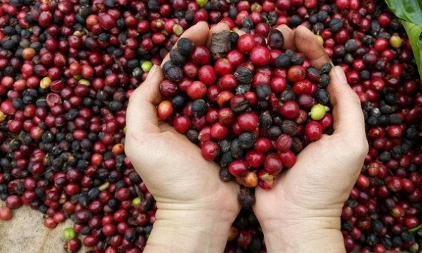 Giá cà phê đồng loạt tăng
