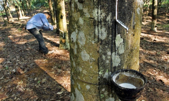Giá cao su tăng trên sàn châu Á 