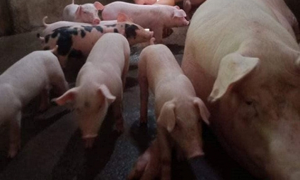 Giá heo hơi miền Bắc tiếp tục tăng cục bộ