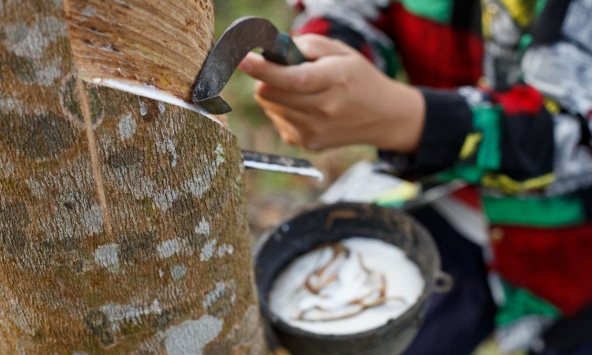 Giá cao su điều chỉnh trái chiều trên sàn châu Á