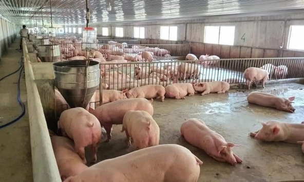 Giá heo hơi đang ở mức thấp nhất kể từ giữa 2019