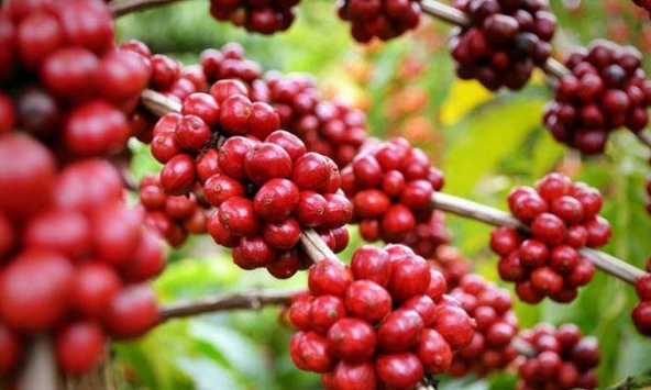 Giá cà phê Arabica tiếp tục tăng
