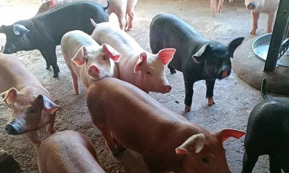 Giá heo hơi tiếp tục đi ngang