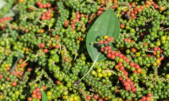 Giá tiêu trong nước tăng 5.000 đồng trong nửa đầu tháng 8