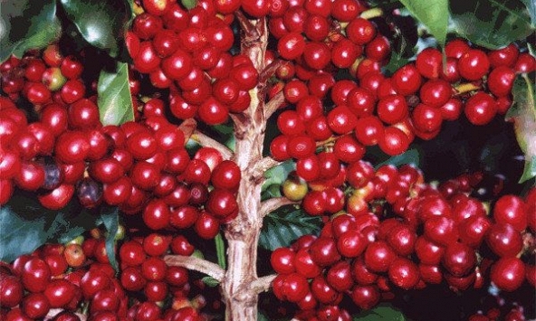 Giá cà phê tuần qua tăng gần 1.000 đồng/kg