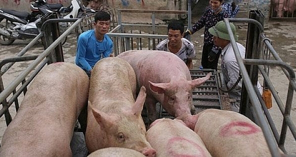 Dự báo giá heo hơi tiếp tục tăng cục bộ trong những ngày tới