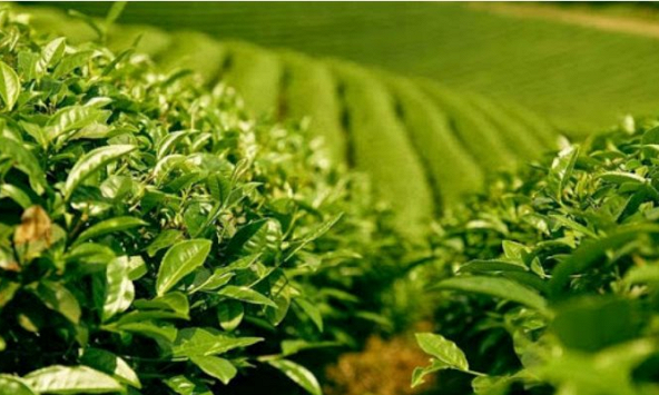 Xuất khẩu chè thu về 113 triệu USD 